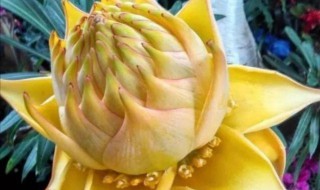 地涌金莲怎么养 地涌金莲怎么养会变成红色