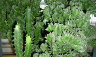 麒麟掌怎么养 麒麟掌怎么养护和浇水