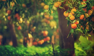 冬天树木防寒的方法 冬天树木防寒的方法有哪些