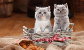 猫粮怎么保鲜 猫粮如何储藏