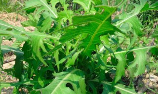 野莴苣营养价值 野莴苣营养价值高吗