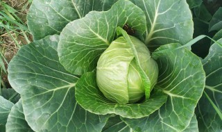 莲花白和包菜的区别（莲花白和包菜的区别图片）