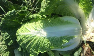 黄心白菜和大白菜的区别（黄心白菜和大白菜的区别在哪）