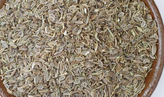 百里香和千里香一样吗（百里香的区别）