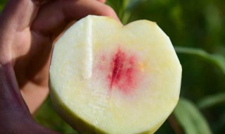 冬桃什么时候成熟(大理冬桃什么时候成熟)