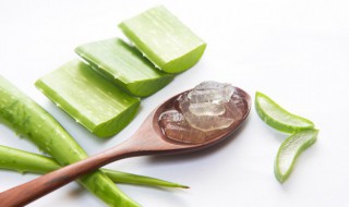 芦荟能直接涂在脸上吗 现摘的芦荟能直接涂在脸上吗