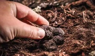 松露生长在什么地方（云南松露生长在什么地方）