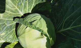 青甘蓝和包菜的区别图片 青甘蓝和包菜怎么区别
