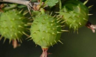 刺果茶的功效 刺果茶藨子的功效