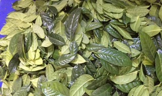 金花茶叶的功效及禁忌（金花茶叶的功效与作用及食用方法）