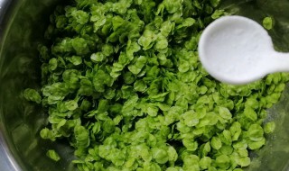 榆钱儿的做法有哪些 榆钱的做法大家了解吗