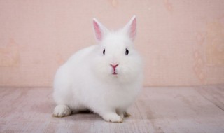 小白兔儿歌歌词(小白兔儿歌歌词山上有老虎)