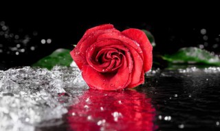 舒伯特玫瑰歌词 舒伯特玫瑰歌词凯玟桑 / 尤超白