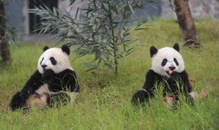 熊猫的拼音怎么写 熊猫的拼音怎么写的拼