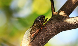 螓怎么读 荑蝤蛴瓠螓怎么读