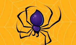 蜘蛛英语怎么读 蜘蛛英语怎么读音