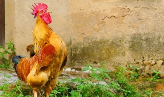 公鸡英语怎么读（公鸡英语怎么读rabbit）