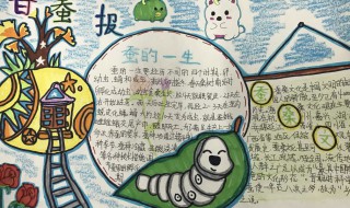 关于蚕的手抄报大全（关于蚕的手抄报大全图片）