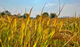 关于丰收的手抄报 关于丰收的手抄报模板