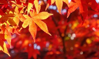 关于秋的手抄报 关于秋的手抄报七年级