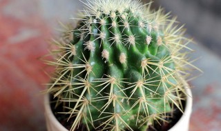 仙人柱怎么浇水方法（仙人柱怎么浇水方法视频教程）