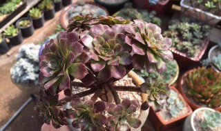 法师夏天怎么浇水方法（法师夏天怎么浇水方法图片）