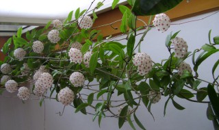 球兰如何快速开花（球兰如何快速开花图解）