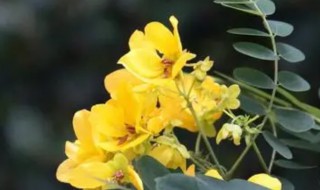 黄槐决明是两性花吗 黄槐决明雌蕊