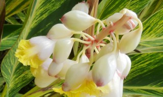 生姜开花是什么样子的 生姜开花是什么样子的视频