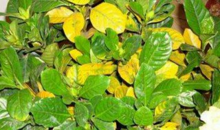 绿植黄叶是怎么回事（绿植叶黄了是怎么回事）