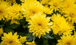 菊花怎么修根 菊花修根方法