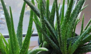 美容芦荟怎么养才能更旺盛 怎样养芦荟才饱满