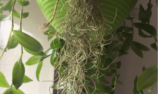 老人须怎么养殖长得快 老人须的养殖方法