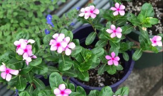 长春花不开花怎么回事 长春花不开花的原因