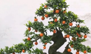 火辣下山桩怎么养护 下山桩怎样养护