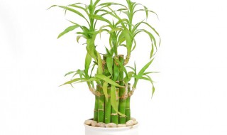 宝塔竹怎么养长的好 宝塔竹怎么养长的好看