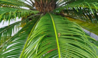 铁树怎么修剪方法 铁树修剪方法图解