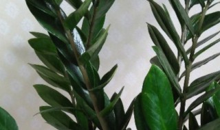 摇钱树怎么浇水方法 摇钱树怎么浇水施肥