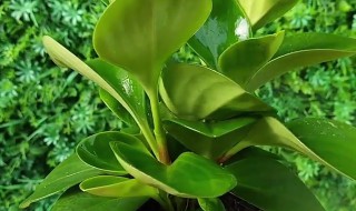 碧玉怎么繁殖方法和注意事项（碧玉如何养护 如何繁殖）