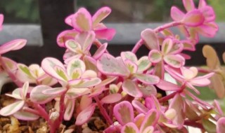 太阳花锦怎么浇水方法（太阳花锦怎么浇水方法视频）