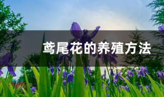 鸢尾花怎么养殖方法（鸢尾花怎么养殖方法图解）