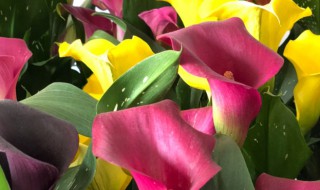 彩马花怎么养殖方法 彩马花怎么养殖方法