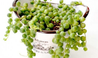 佛珠吊兰怎么浇水方法 佛珠吊兰怎么浇水方法图解