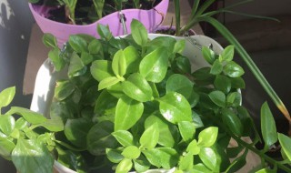 穿心莲怎么养才能爆盆 穿心莲怎么养开花