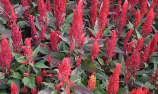 鸡冠花怎么种植（鸡冠花怎么种植盆栽）