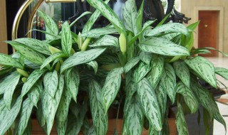 银皇后怎么修剪方法 银皇后剪掉后还会在长吗