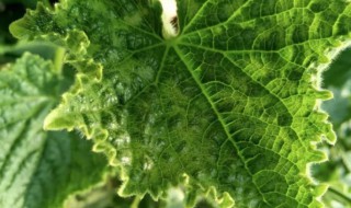黄瓜病毒病症状与防治方法（黄瓜病毒的防治）