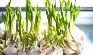 大蒜怎么留种子 大蒜怎么留种子种植