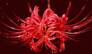 彼岸花种子怎么来的 彼岸花种子什么样子