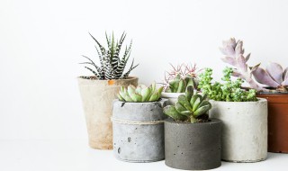 多肉艾伦怎么养护方法（多肉艾伦的养殖方法和注意事项）